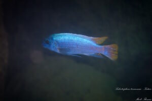 Labeotropheus trewavasae 'Katale Island'